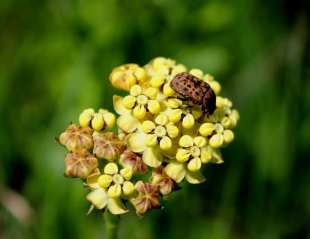 Woods Asclepias