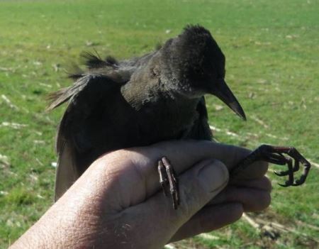 bird ringing