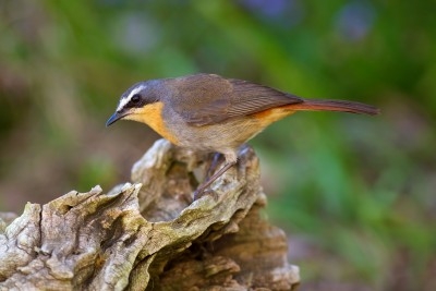 cape robin chat