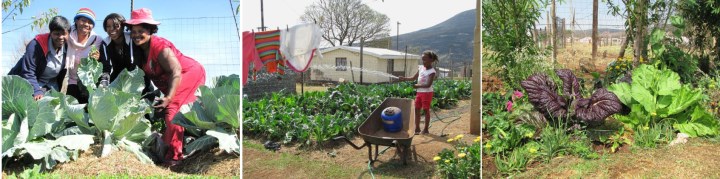 green grant pics