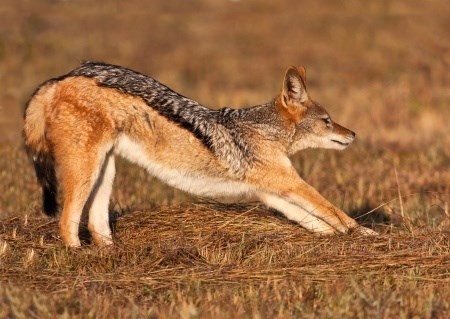 jackal free me