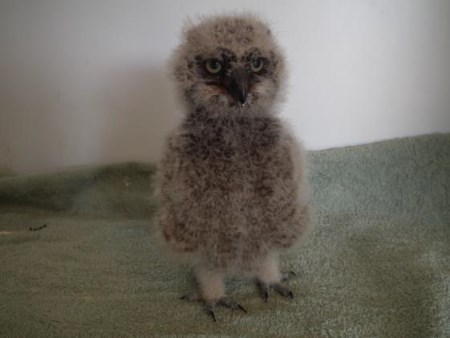 spotted eagle owl freeme
