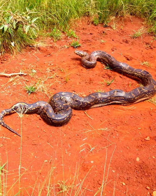python ricmond