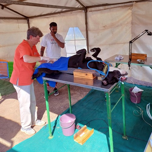 midmar vet clinic sterilisations in phoenix