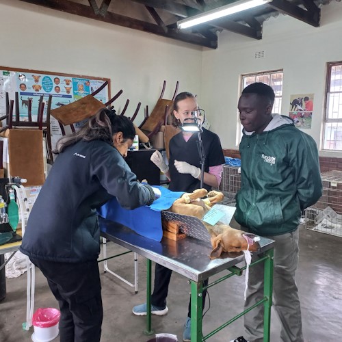 midmar vet sterilisation mphophomeni