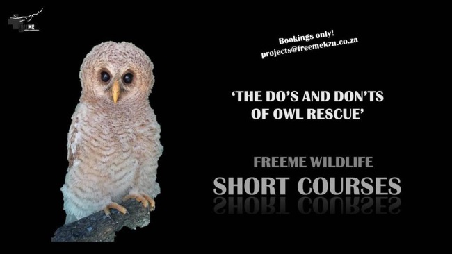 owls