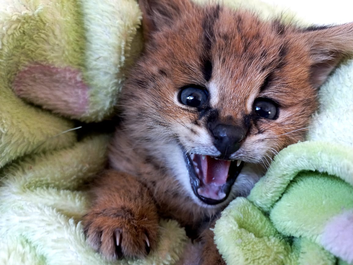 serval